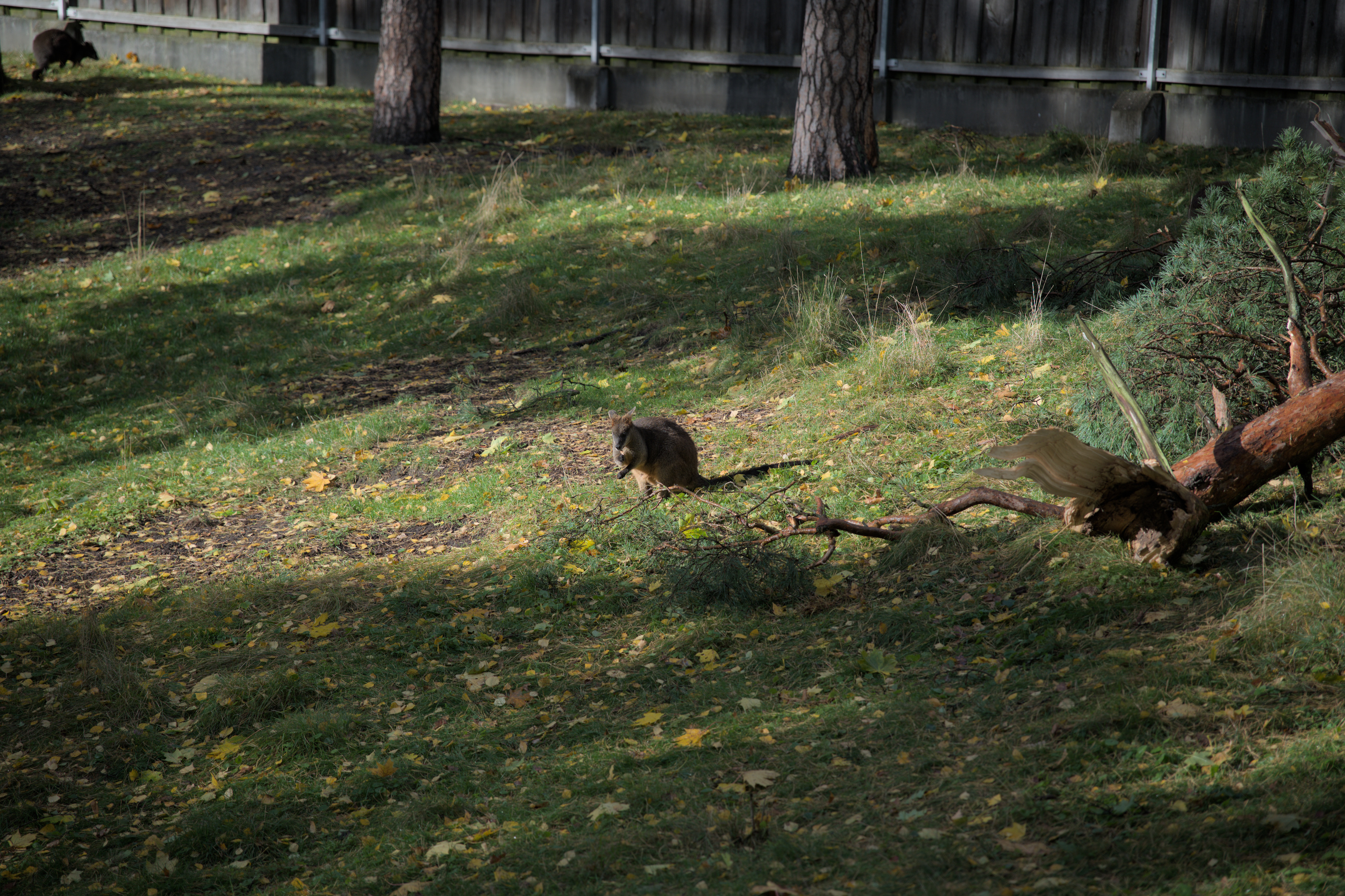 2025/10/12 - zoo/DSC_0311.jpg